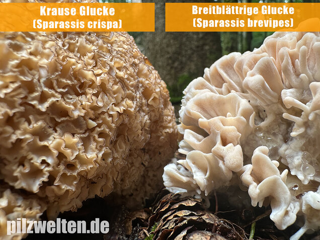 Breitblättrige Glucke, Sparassis brevipes