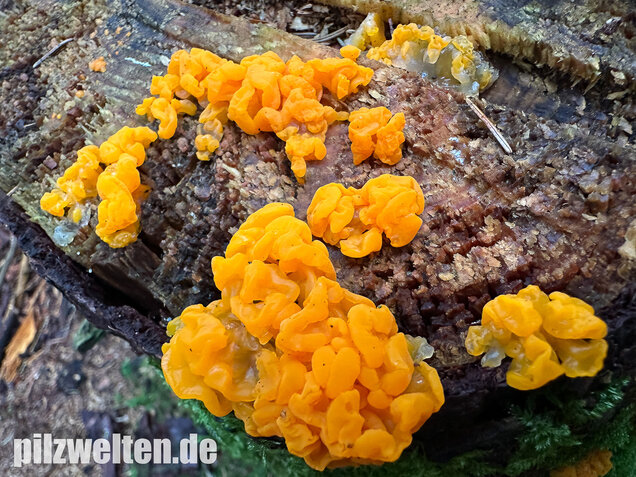 Riesengallertträne, Dacrymyces chrysospermus