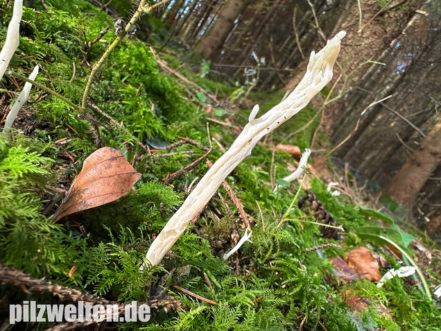 Runzelige Koralle, Runzeliger Keulenpilz, Clavulina rugosa