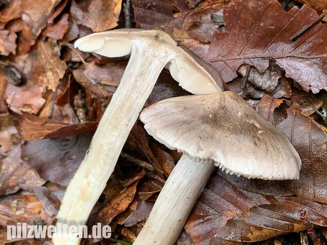 Schärflicher Ritterling, Tricholoma sciodes