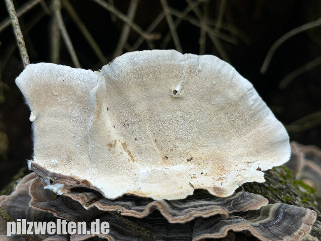 Schmetterlingstramete, Turkey tail mushroom, Trametes versicolor
