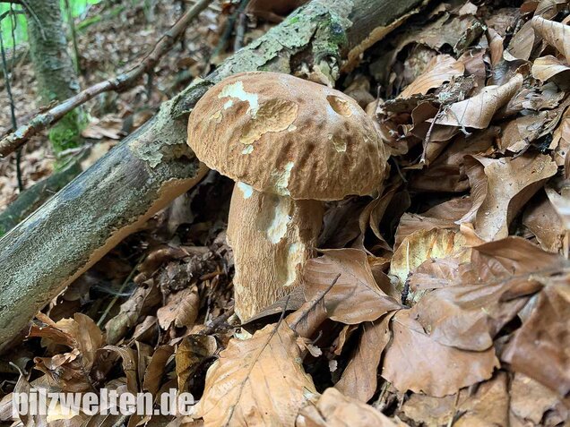 Sommersteinpilz, Boletus aestivalis