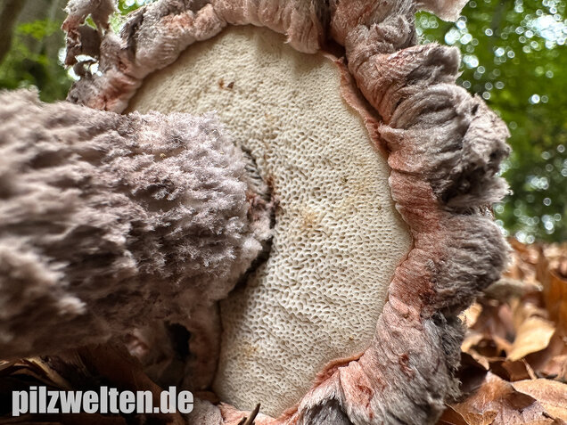 Strubbelkopfröhrling, Strobilomyces strobilaceus