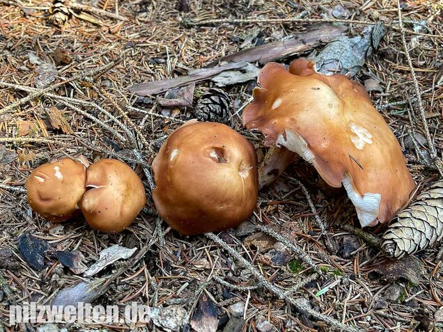 Verdrehter Rübling, Rhodocollybia prolixa