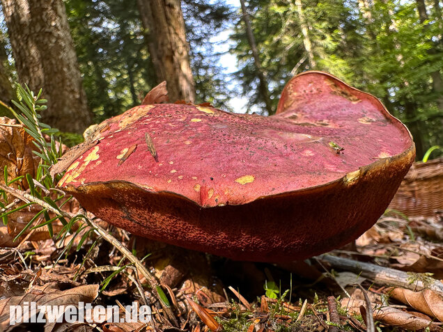 Weinroter Purpurröhrling, Suillellus rubrosanguineus