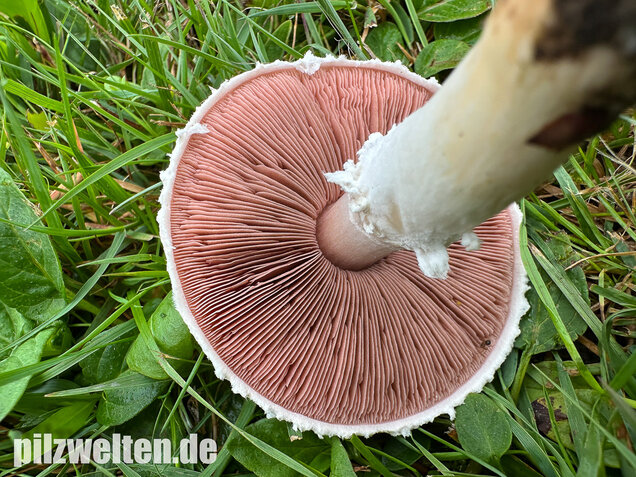 Wiesenchampignon, Wiesenegerling, Erdgürtel, Agaricus campestris