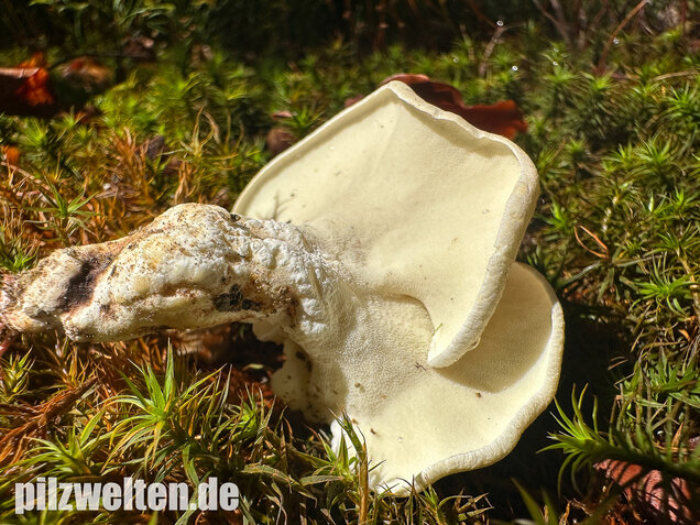 Zitronenporling, Albatrellus citrinus