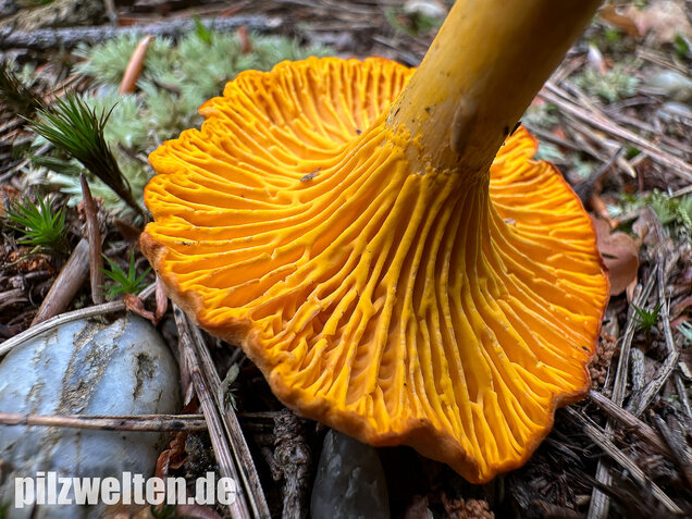 Bereifter Pfifferling, Blasser Nadelwaldpfifferling, Cantharellus subpruinosus