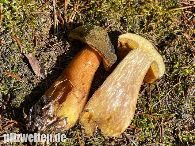 Brauner Filzröhrling, Braune Ziegenlippe, Xerocomus ferrugineus