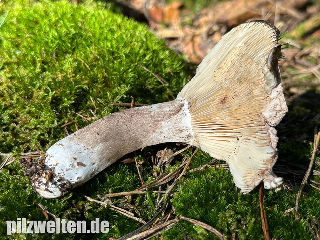 Dichtblättriger Schwärztäubling, Russula densifolia