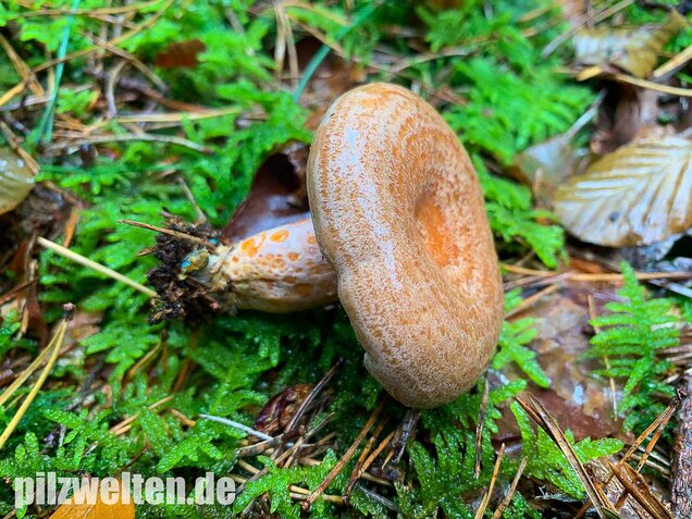Edelreizker, Lactarius deliciosus