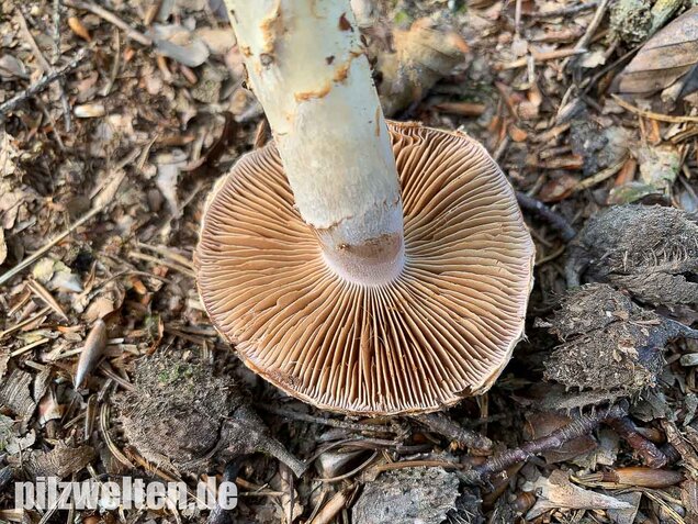 Fuchsigbrauner Schleimkopf, Cortinarius vulpinus