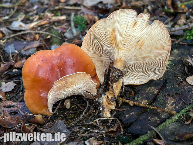 Fuchsiger Röteltrichterling, Paralepista flaccida