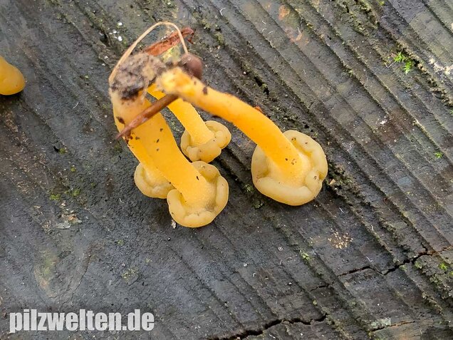 Gallertkäppchen, Leotia lubrica