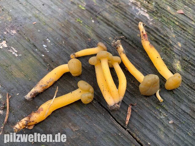 Gallertkäppchen, Leotia lubrica