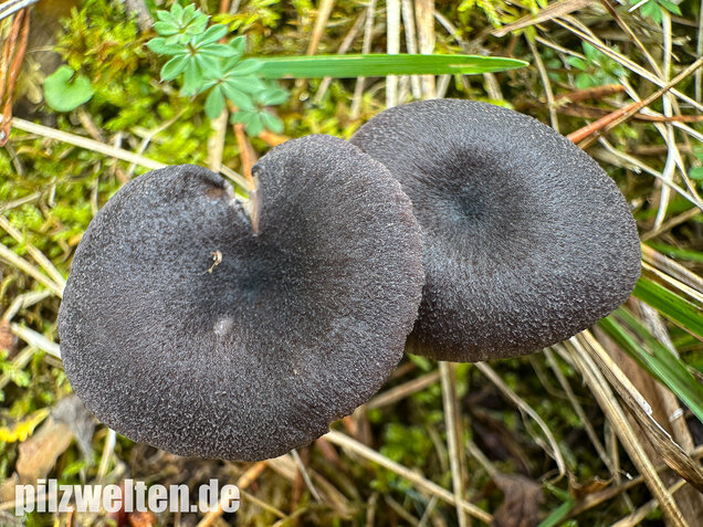 Gesägter Rötling, Entoloma serrulatum