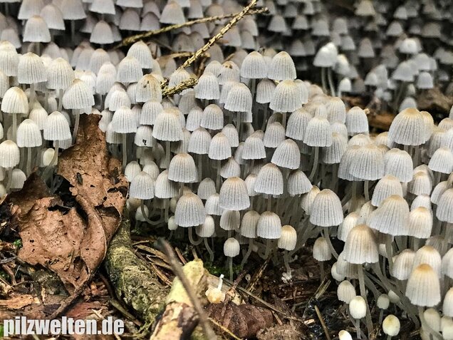 Gesäter Tintling, Coprinellus disseminatus