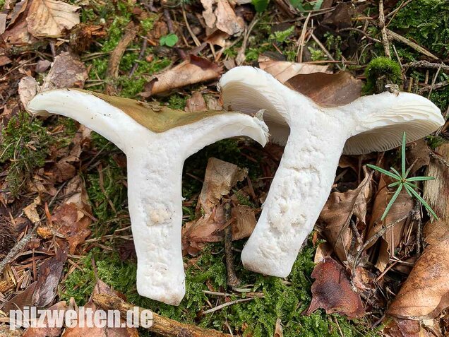 Grasgrüner Täubling, Russula aeruginea
