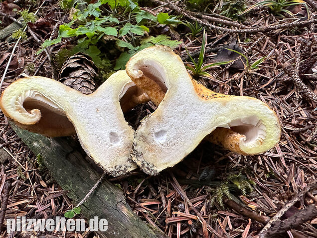 Grubiger Weißtannenmilchling, Lactarius intermedius