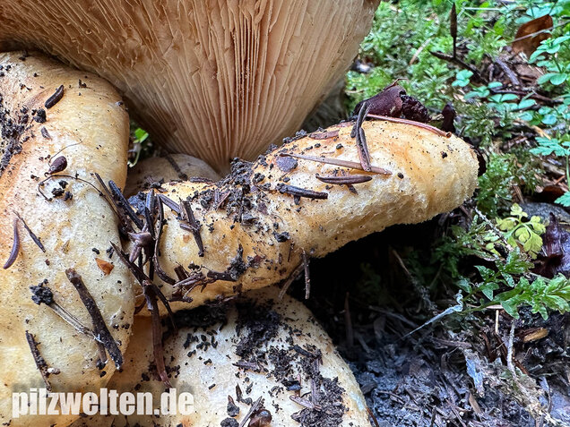 Grubiger Weißtannenmilchling, Lactarius intermedius