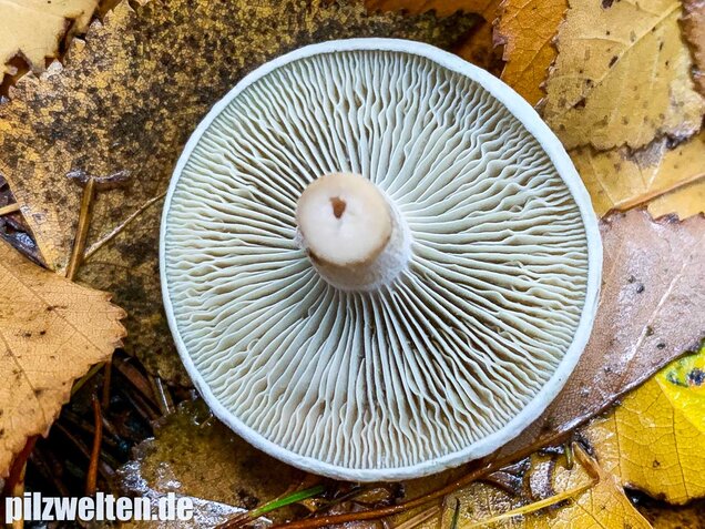 Grüner Anistrichterling, Clitocybe odora