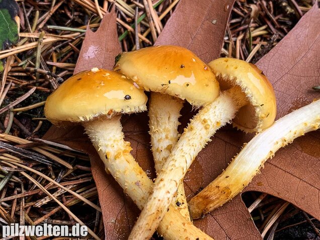 Hochthronender Schüppling, Pholiota limonella