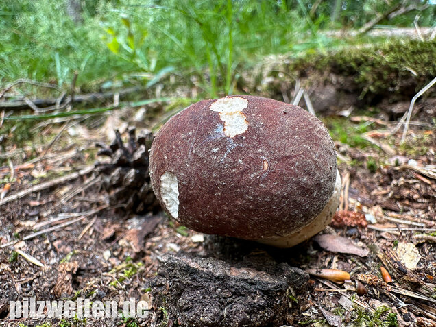 Kiefernsteinpilz, Rothütiger Steinpilz, Boletus pinophilus