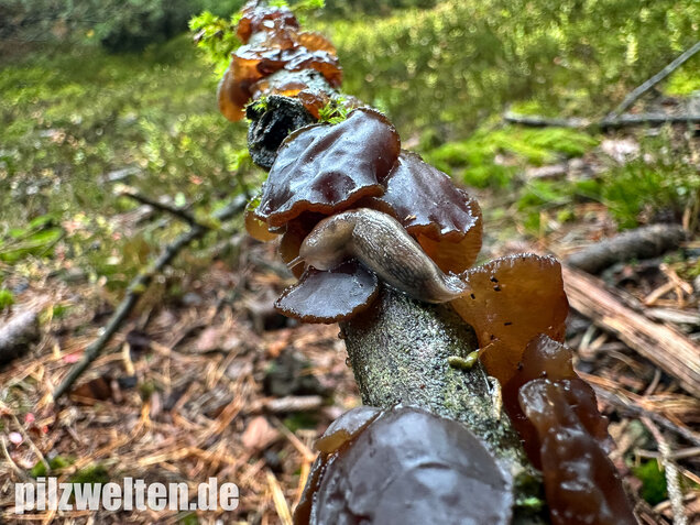 Kreisel-Drüsling, Exidia recisa