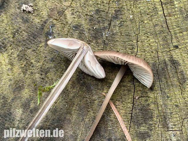 Langstieliger Knoblauchschwindling, Mycetinis alliaceus