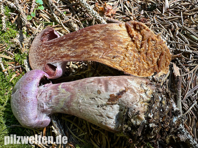 Lila-Dickfuß, Safranfleischiger Dickfuß,  Cortinarius traganus
