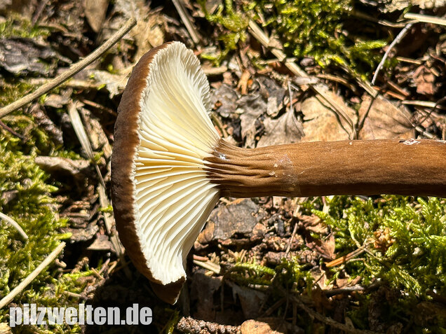 Mohrenkopf-Milchling, Lactarius lignyotus
