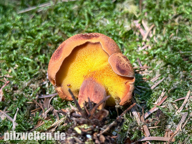 Nadelholzröhrling, Nadelholz-Pulverröhrling, Buchwaldoboletus lignicola