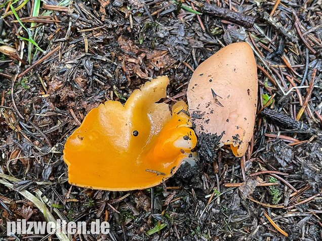 Orangebecherling, Aleuria aurantia