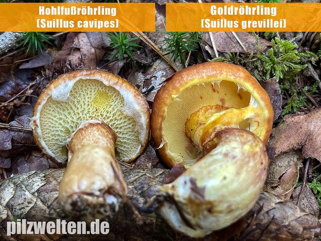 Goldröhrling, Suillus grevillei
