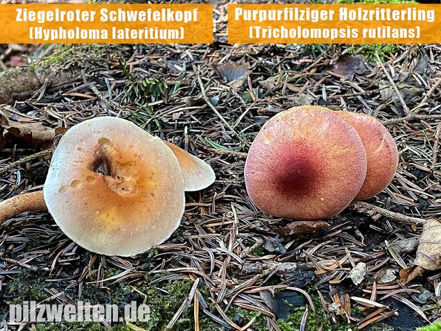 Purpurfilziger Holzritterling, Tricholomopsis rutilans