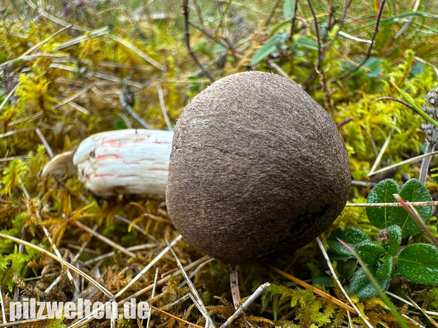 Rötender Erdritterling, Tricholoma orirubens