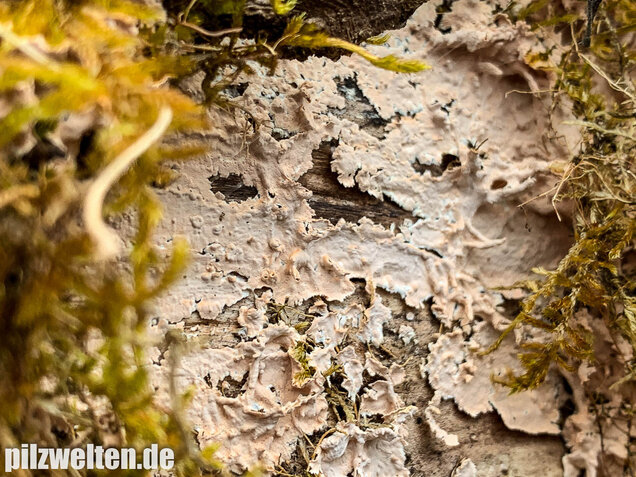 Rosafarbener Rindenpilz, Laeticorticium roseum