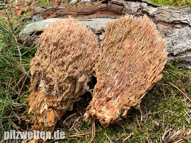 Rotbraune Koralle, Ramaria rubella