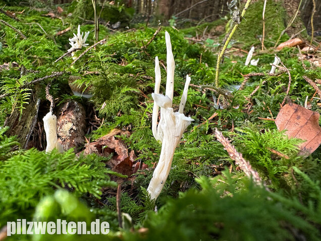 Runzelige Koralle, Runzeliger Keulenpilz, Clavulina rugosa