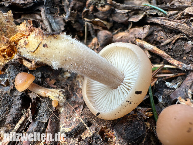 Striegeliger Rübling, Stinkender Frühlingsrübling, Gymnopus hariolorum