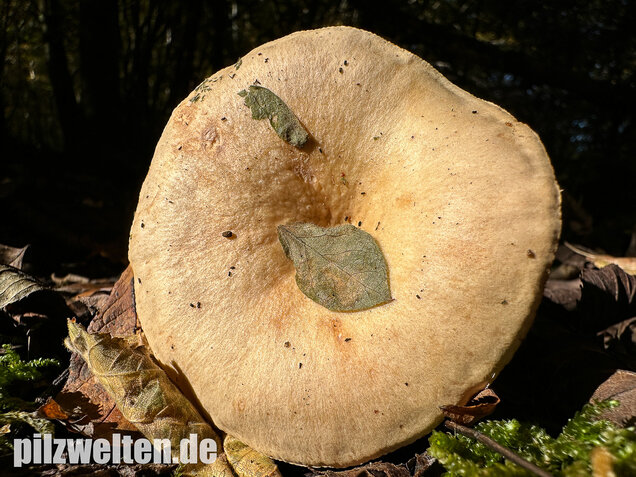 Scharfer Haselmilchling, Brennreizker, Lactarius pyrogalus