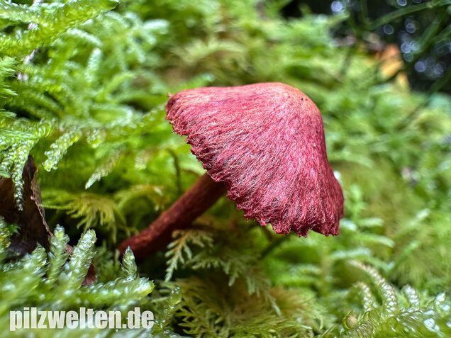 Blutroter Hautkopf, Bluthautkopf, Cortinarius sanguineus