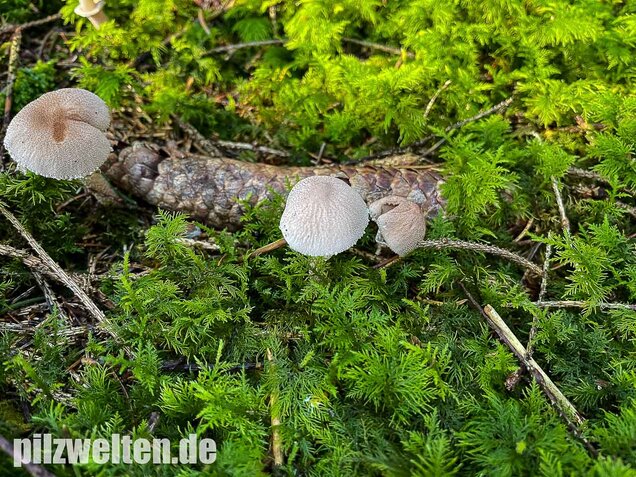 Starkriechender Körnchenschirmling, Cystoderma carcharias
