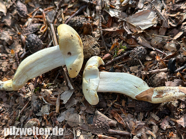 Gelbverfärbender Schneckling, Hygrophorus discoxanthus