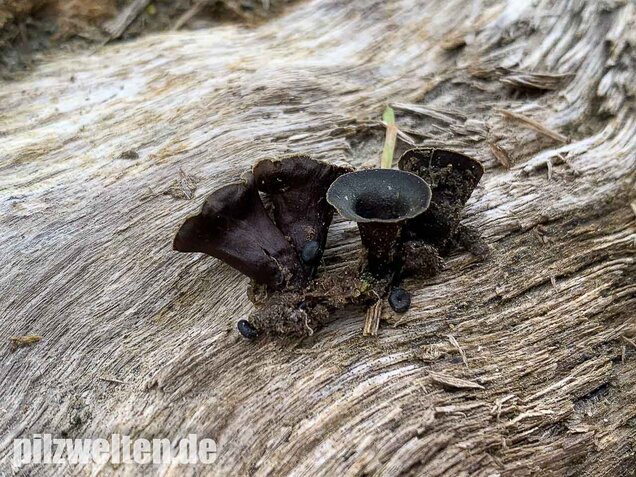 Topfteuerling, Cyathus olla