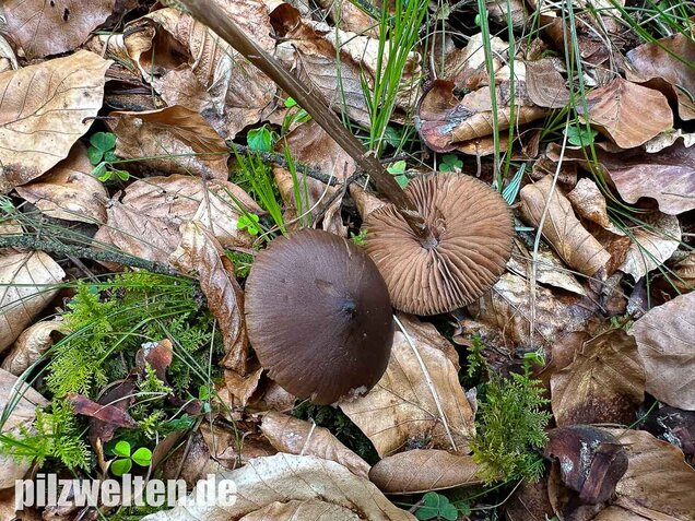 Traniger Rötling, Gebrechlicher Glöckling, Entoloma hirtipes