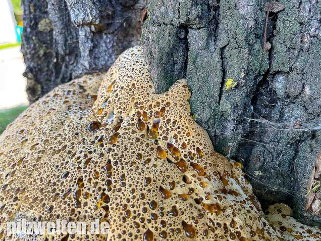 Tropfender Schillerporling, Pseudoinonotus dryadeus