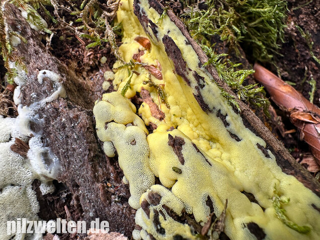 Weißgelbes Netzpolster, Ceratiomyxa porioides