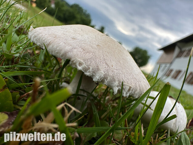 Wiesenchampignon, Wiesenegerling, Erdgürtel, Agaricus campestris