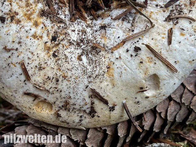 Wolliger Milchling, Lactifluus vellereus